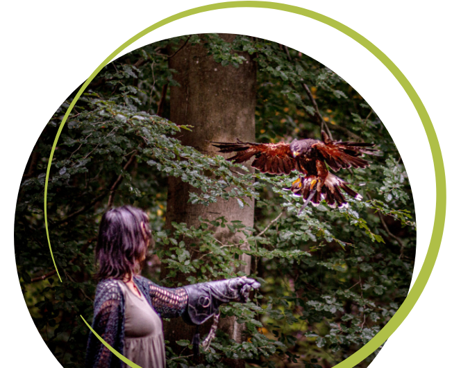 Falke fliegt auf die ausgestreckte Hand einer Frau im Wald